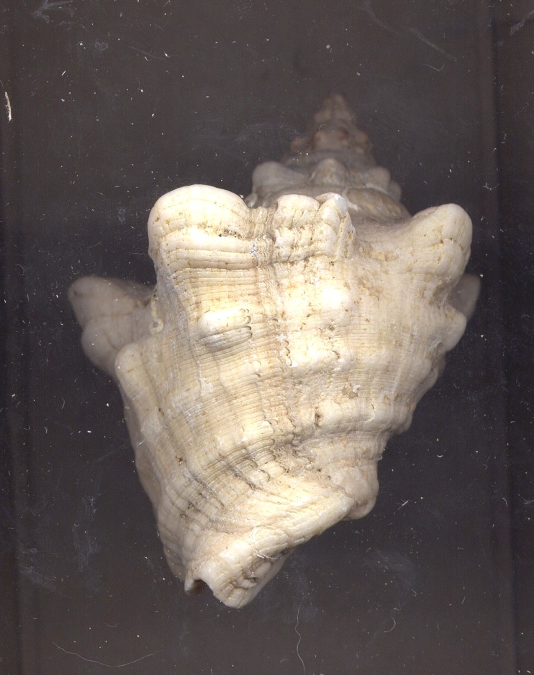 Stramonita haemastoma f. consul